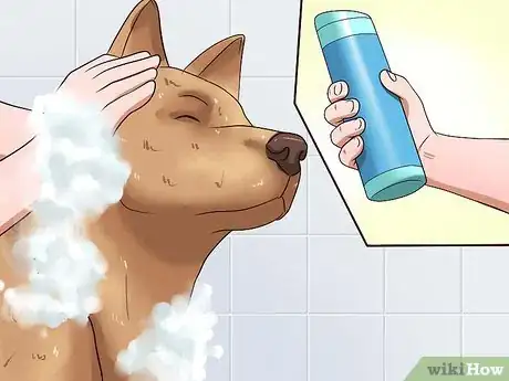 Image titled Diagnose and Treat Your Dog's Itchy Skin Problems Step 13