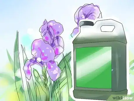 Image titled Get Irises to Bloom Step 9