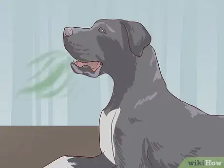 Image titled Check for Signs of Dental Disease in Dogs Step 1