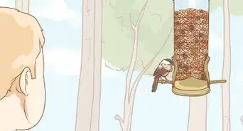 Hand Feed a Chickadee