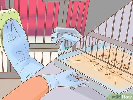 Image titled Treat Chlamydiosis in Lories and Lorikeets Step 20