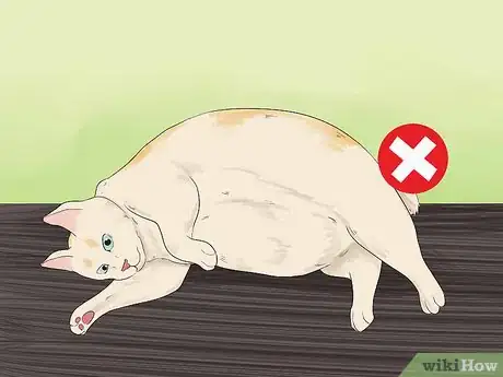 Image titled Take Care of a Japanese Bobtail Step 4