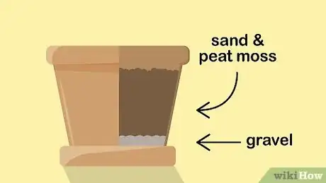 Image titled Grow Adeniums Step 1