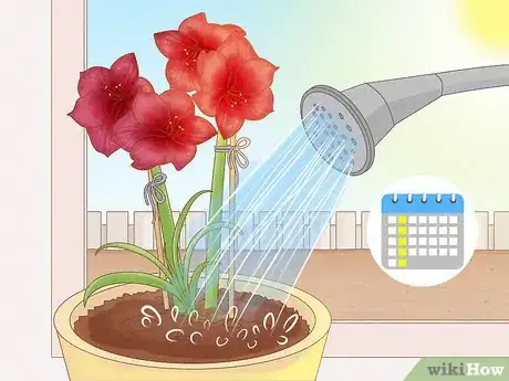 Image titled Keep an Amaryllis Upright Step 7