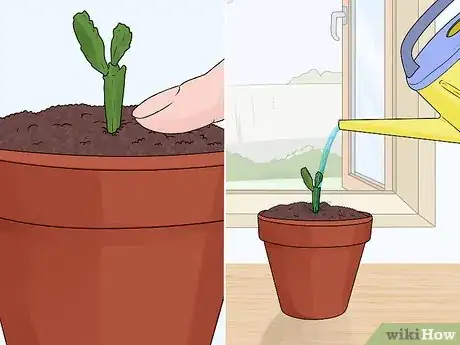 Image titled Plant a Christmas Cactus Step 18