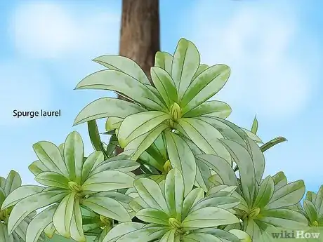 Image titled Plant Under a Tree Step 3