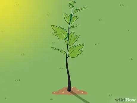 Image titled Plant Sycamore Tree Seeds Step 9