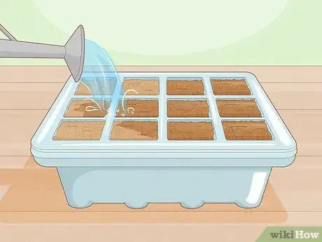 Image titled Grow Night Scented Stock Step 11