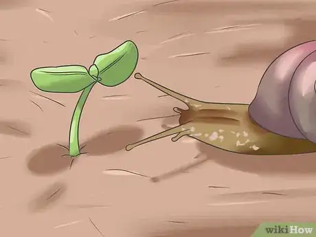 Image titled Plant Sunflower Seeds Step 11