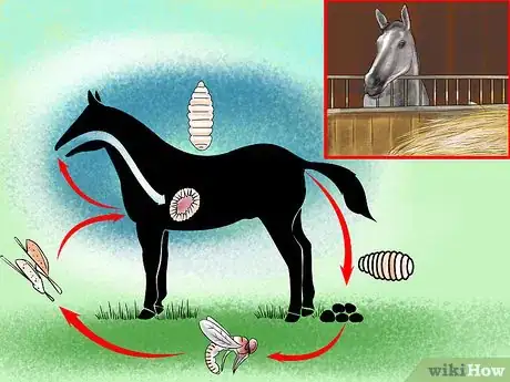 Image titled Treat External Horse Parasites Step 2