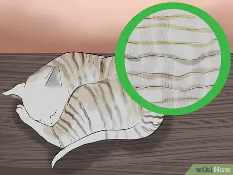 Image titled Identify a Cornish Rex Step 1