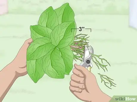 Image titled Divide Gerbera Daisies Step 5