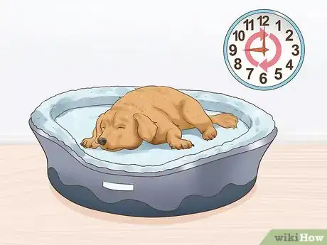 Image titled Help a Dog Adjust to Your Household Routine Step 8