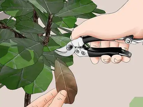 Image titled Care for a Fiddle Leaf Fig Step 7