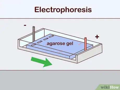 Image titled Determine Genotype Step 10