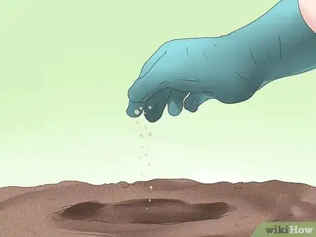 Image titled Grow Poppies Step 8