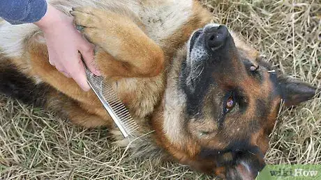 Image titled Groom a German Shepherd Step 2