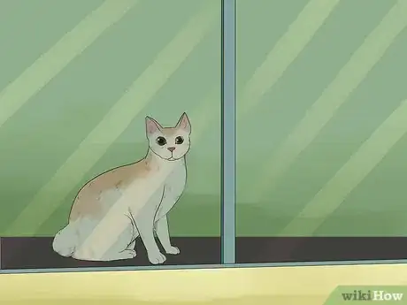 Image titled Take Care of a Japanese Bobtail Step 2