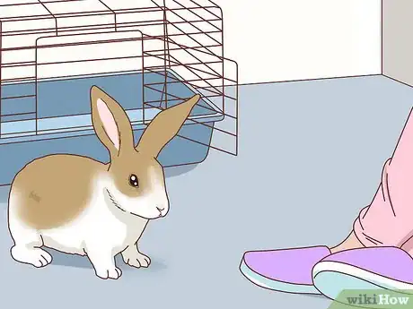 Image titled Befriend a Shy Rabbit Step 7