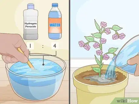 Image titled Get Rid of Gnats in Houseplants Step 3