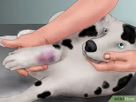 Image titled Splint a Dog's Leg Step 2