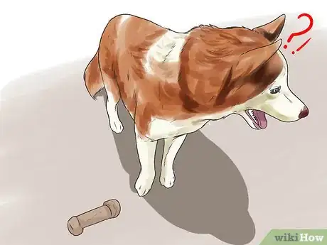 Image titled Treat Autoimmune Disorders in Siberian Huskies Step 2