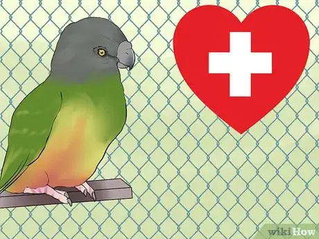 Image titled Care for a Senegal Parrot Step 10