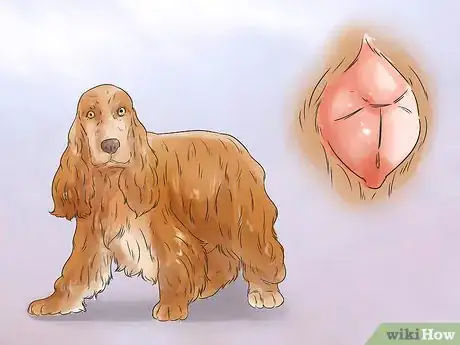 Image titled Breed Scottish Cocker Spaniels Step 7