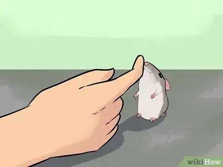 Image titled Set a Routine for Your Hamster Step 12