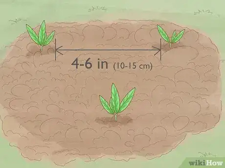 Image titled Grow Eryngium Foetidum Step 8