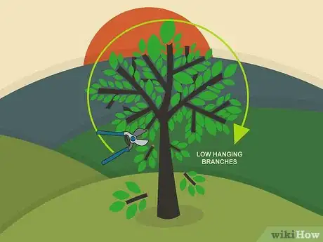 Image titled Prune Walnut Trees Step 06