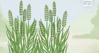 Identify Sweetgrass