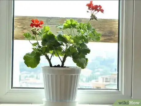 Image titled Grow Geraniums Indoors Step 6