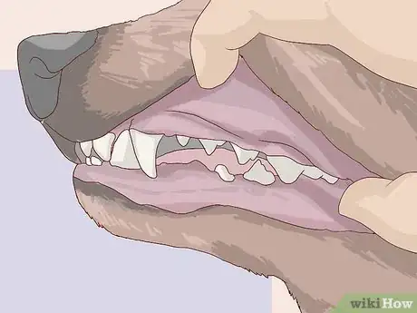 Image titled Check for Signs of Dental Disease in Dogs Step 6