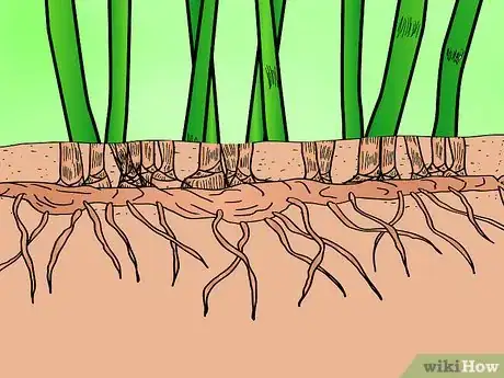 Image titled Identify Knotweed Step 18