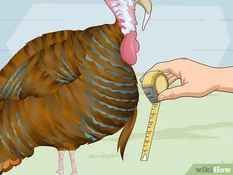 Image titled Sex Turkeys Step 11
