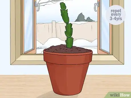Image titled Plant a Christmas Cactus Step 23