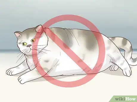 Image titled Handle Brachycephalic Airway Syndrome in Cats Step 4