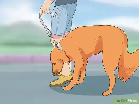 Image titled Introduce a Dog to Pet Chickens Step 4