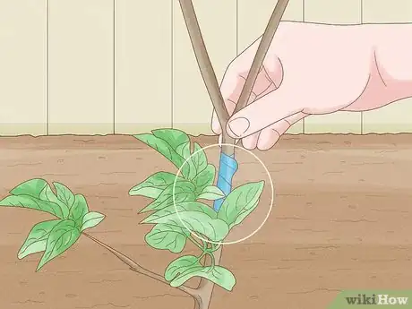 Image titled Trim an Overgrown Lilac Bush Step 7