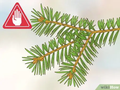 Image titled Prune Evergreen Trees Step 10
