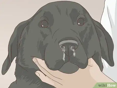 Image titled Check for Signs of Dental Disease in Dogs Step 5