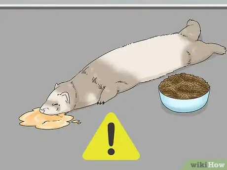 Image titled Diagnose and Treat Epizootic Catarrhal Enteritis in Ferrets Step 1