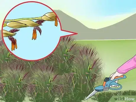 Image titled Plant Switchgrass Step 12