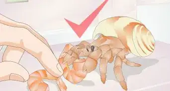 Hand Feed a Hermit Crab