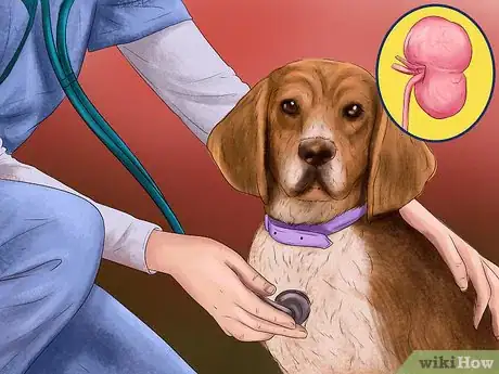 Image titled Deal with House Soiling in Older Dogs Step 15