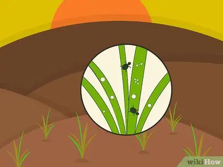 Image titled Plant Narcissus Bulbs Step 17