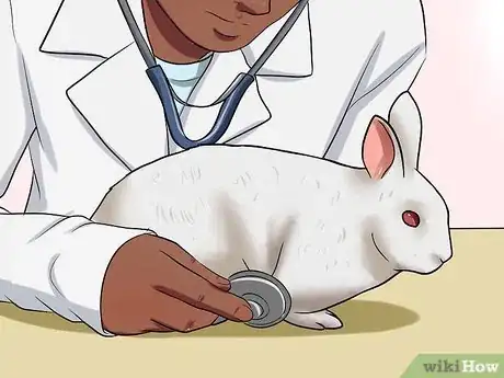 Image titled Diagnose Wry Neck in Rabbits Step 8
