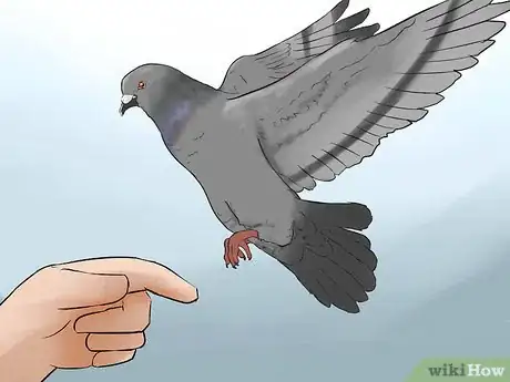 Image titled Tame Pigeons to Be out of Cage Permanently Step 17