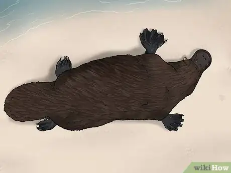 Image titled Identify a Platypus Step 7